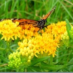 Monarch butterfly flower